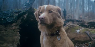 Yeni Korku Filmi Good Boy Bir Köpeğin Gözünden Anlatılıyor Arakat Mag Haber